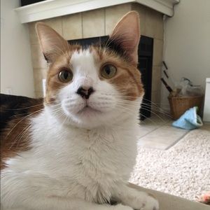 Meet your Posher, Emma