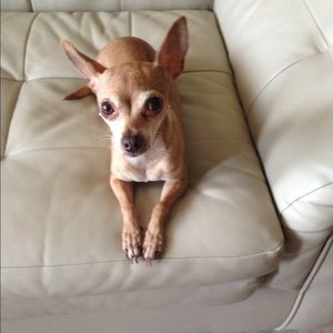 Meet your Posher, Dora