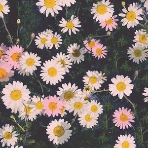 Meet your Posher, Anaid