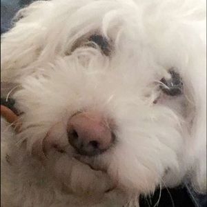 Meet your Posher, Frances