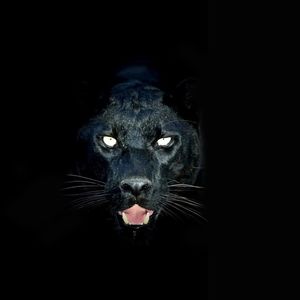 Meet your Posher, Kenny