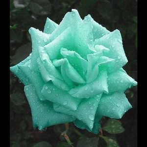 Meet your Posher, Mya