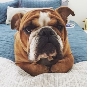 Meet your Posher, Brady