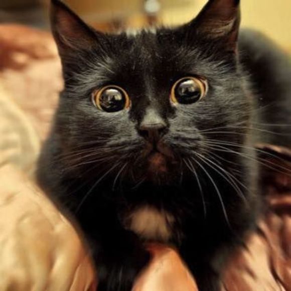 Meet your Posher, Amanda - Picture 2 of 2