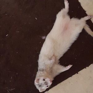 Meet your Posher, Leigh