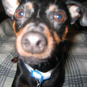 Meet your Posher, Missy