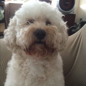 Meet your Posher, Marjorie