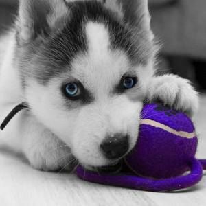 Meet your Posher, Chen