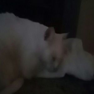 Meet your Posher, Tina