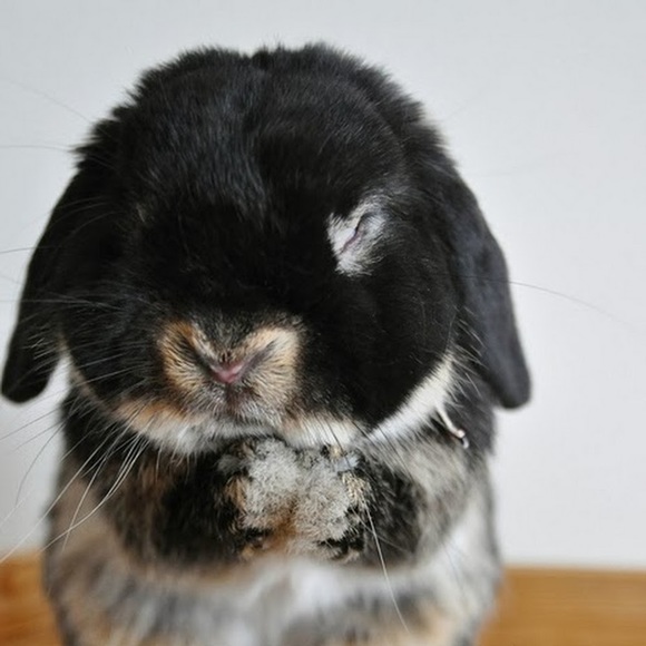 Meet your Posher, Bora