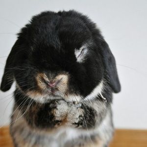 Meet your Posher, Bora