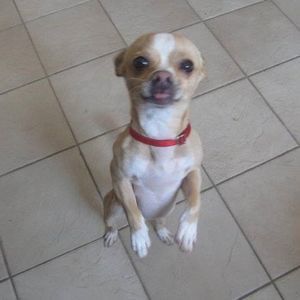 Meet your Posher, Ben