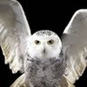 Meet your Posher, Cassie