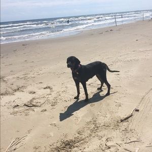 Meet your Posher, Britten