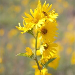 Meet your Posher, Truc