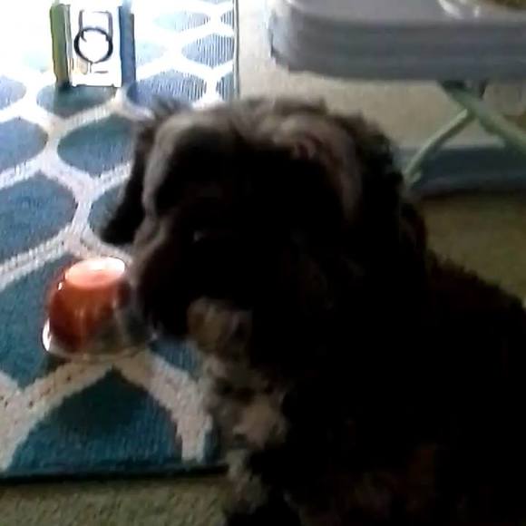 Meet your Posher, Lillian - Picture 1 of 1