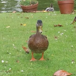 Meet your Posher, Fatima