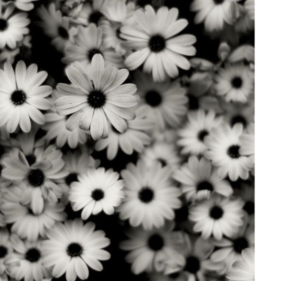 Meet your Posher, Tanika - Picture 1 of 1