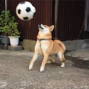 Meet your Posher, Van