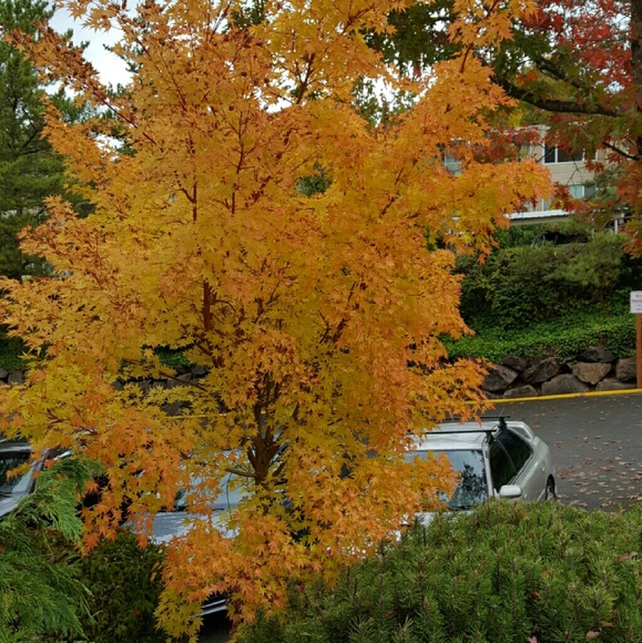 Meet your Posher, Yabel