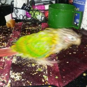 Meet your Posher, Heidy