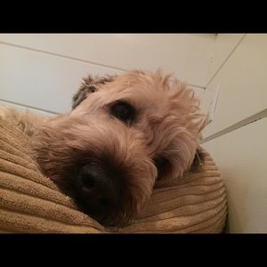 Meet your Posher, Molly