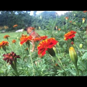 Meet your Posher, Cort