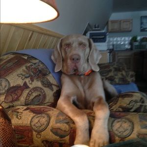 Meet your Posher, Brian