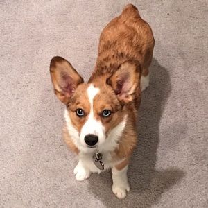 Meet your Posher, Brady