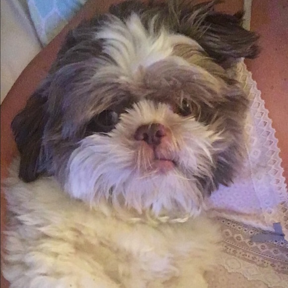 Meet your Posher, Hayley - Picture 1 of 1