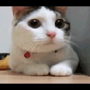 Meet your Posher, Dina