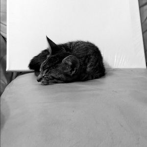 Meet your Posher, Connie