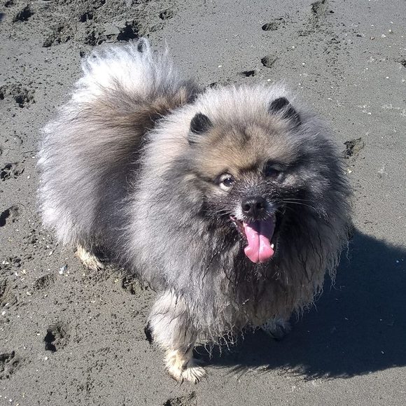 Meet your Posher, Ellen - Picture 1 of 1