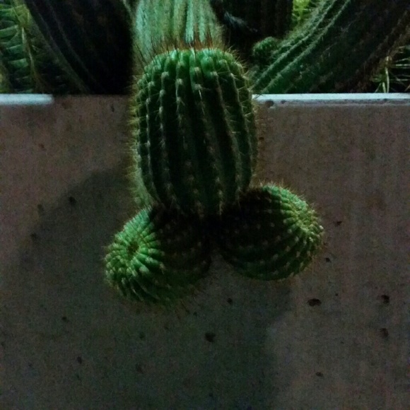 Meet your Posher, Vanessa - Picture 1 of 1