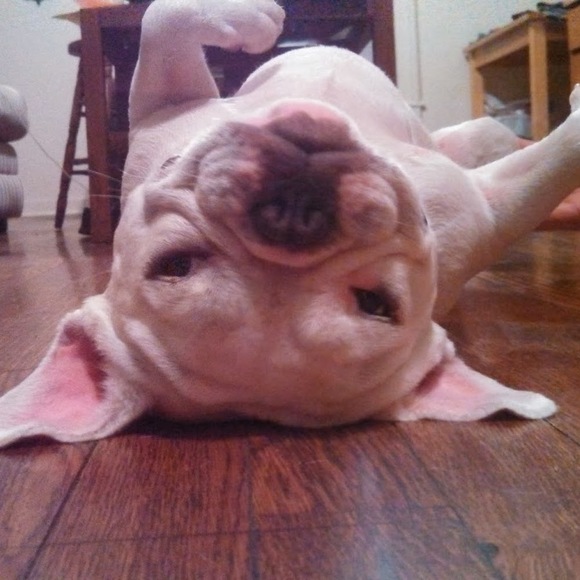 Meet your Posher, Francis - Picture 1 of 1