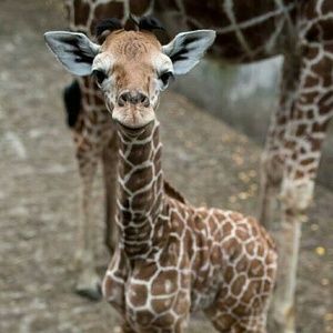 Meet your Posher, Kellie