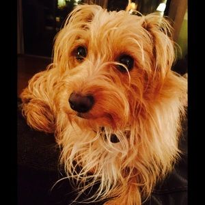 Meet your Posher, Lucy