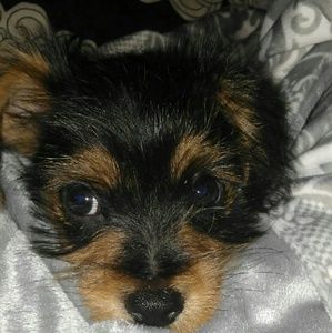 Meet your Posher, Wendy