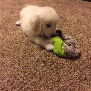 Meet your Posher, Sara