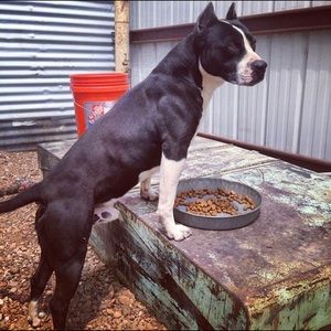 Meet your Posher, Everado