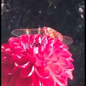 Meet your Posher, Dayna