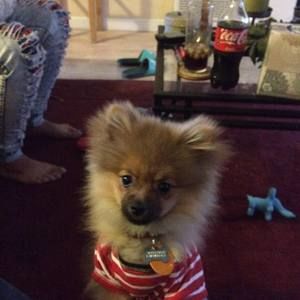 Meet your Posher, Tracy