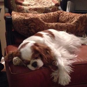 Meet your Posher, William