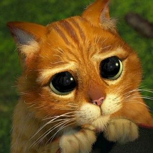 Meet your Posher, Rose