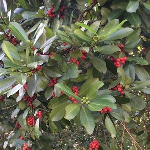 Meet your Posher, Sabi