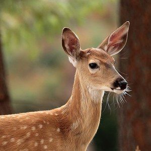 Meet your Posher, Dana