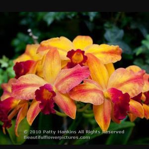 Meet your Posher, Graci