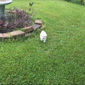 Meet your Posher, Torrika