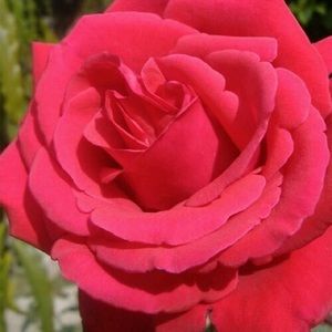 Meet your Posher, Sherry