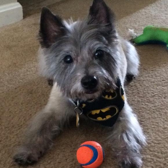 Meet your Posher, Shannon - Picture 3 of 3